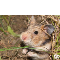  گونه هامستر طلایی برانت Brandts Hamster